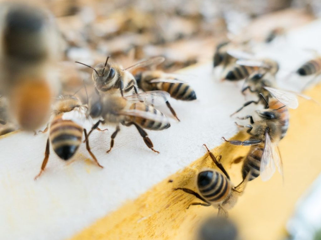 Honey Bees Control
